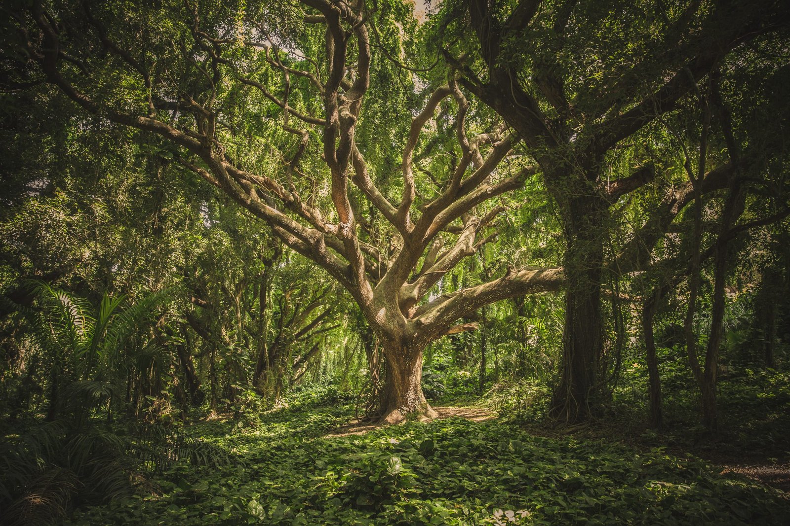 Regeneration Meghalaya